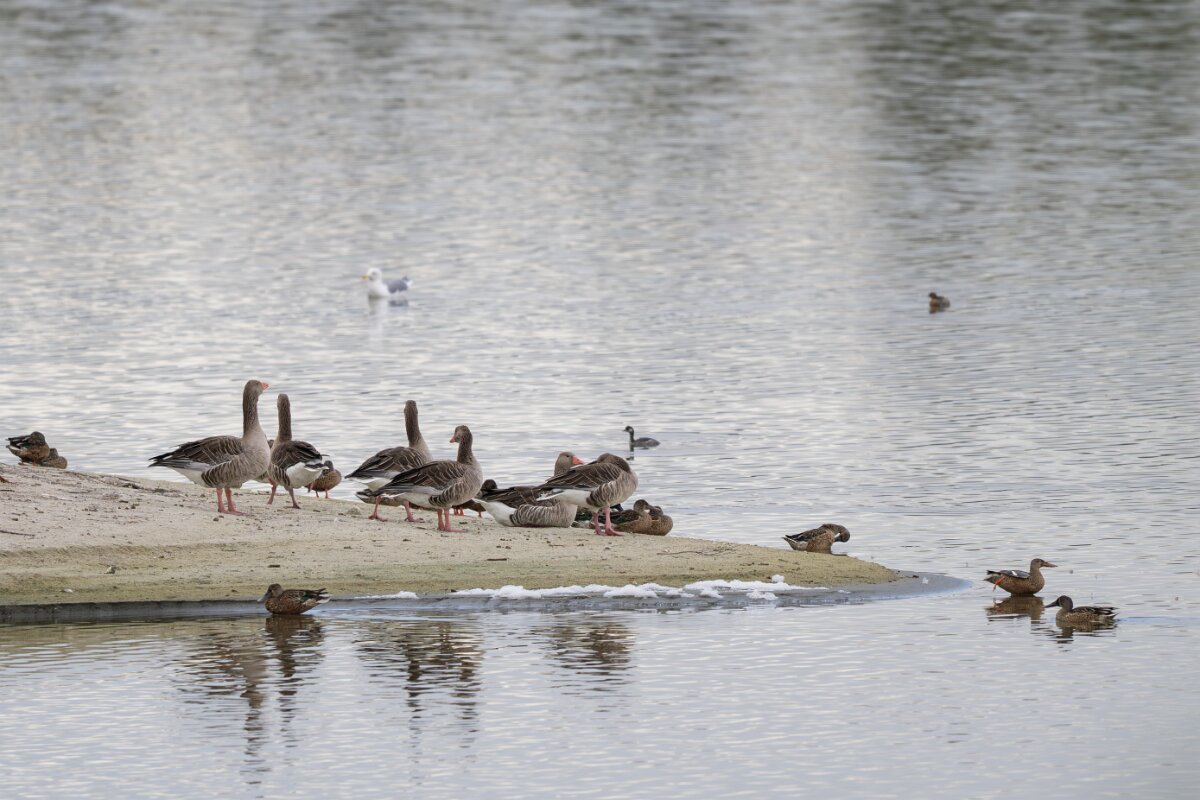 DPPhotography - Andalucia - Greylag goose - A.jpg - Greylag goose - Doñana National Park