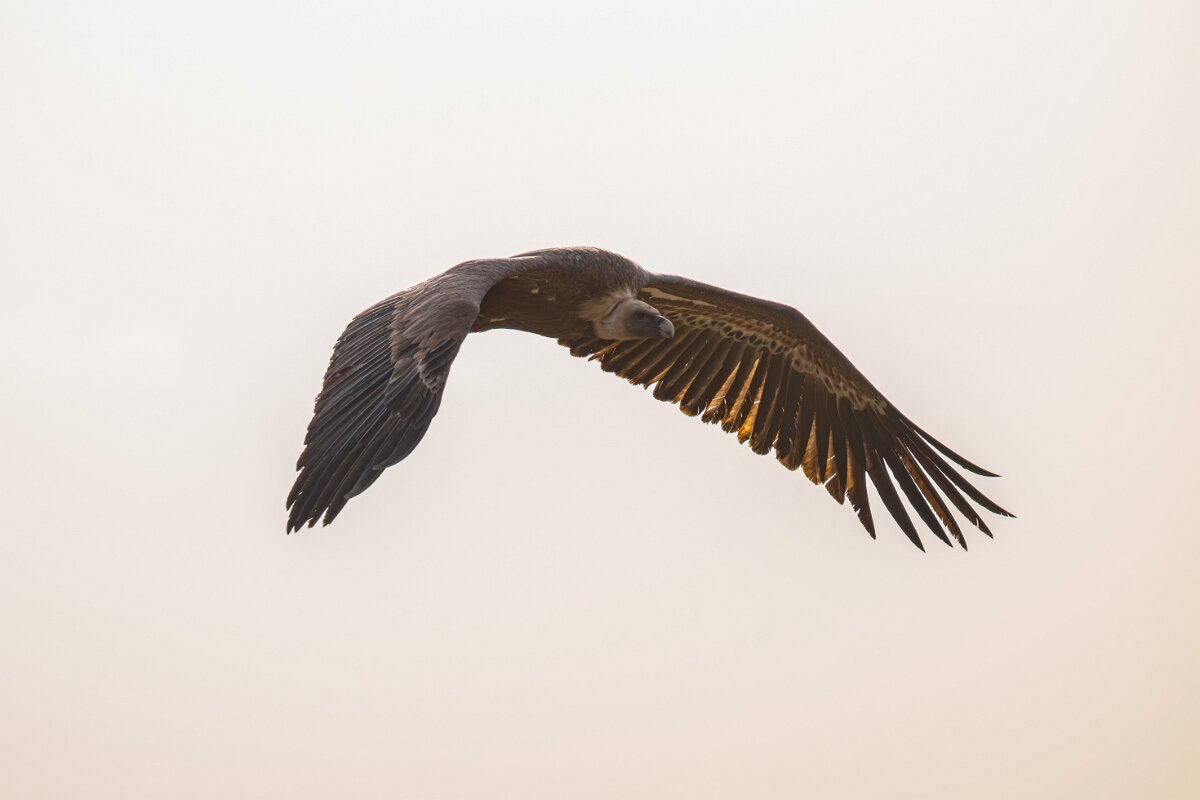 DPPhotography - Andalucia - Griffon vulture - F.jpg - Griffon vulture - Sierra de Andújar