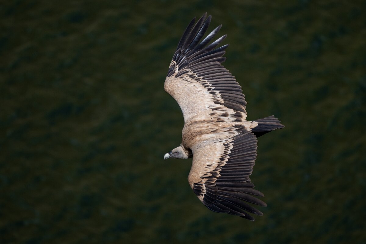 DPPhotography - Extremadura - Griffon vulture - AA.jpg - Griffon vulture - Peña Falcon, Monfragüe