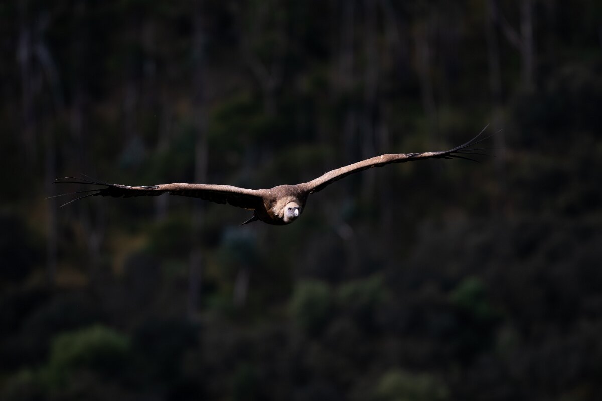 DPPhotography - Extremadura - Griffon vulture - AE.jpg - Griffon vulture - Peña Falcon, Monfragüe
