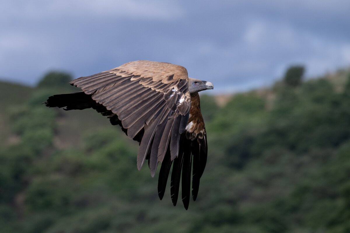 DPPhotography - Extremadura - Griffon vulture - AH.jpg - Griffon vulture - Peña Falcon, Monfragüe