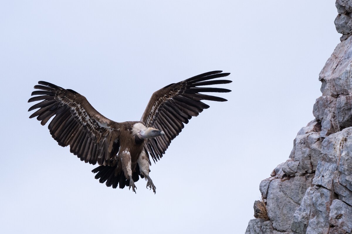 DPPhotography - Extremadura - Griffon vulture - AK.jpg - Griffon vulture - Peña Falcon, Monfragüe
