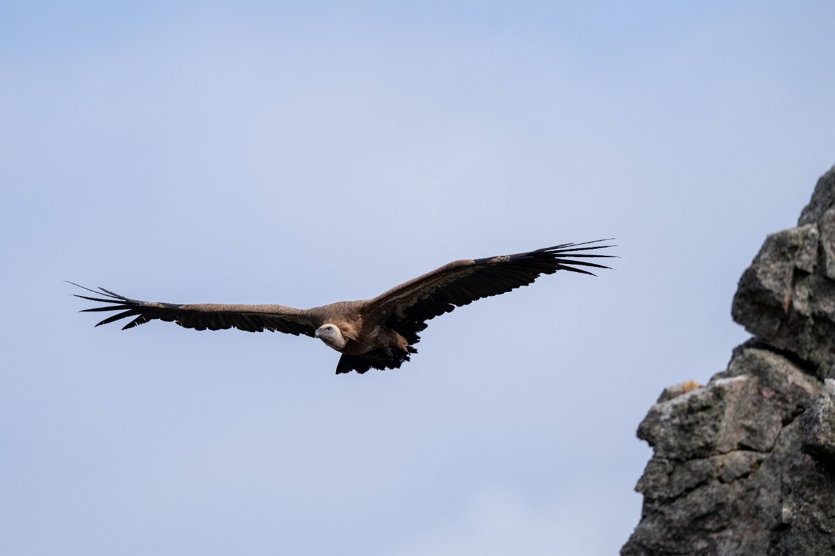 DPPhotography - Extremadura - Griffon vulture - AL.jpg - Griffon vulture - Peña Falcon, Monfragüe