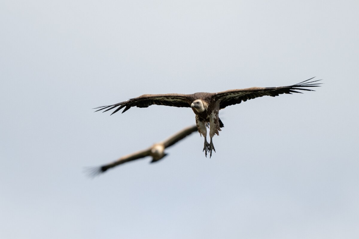 DPPhotography - Extremadura - Griffon vulture - AP.jpg - Griffon vulture - Portilla del Tietar, Extremadura