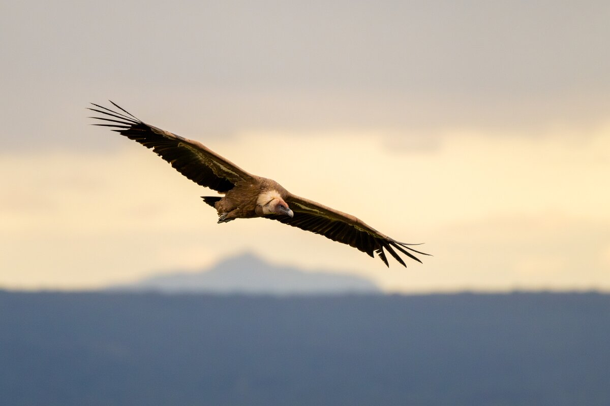 DPPhotography - Extremadura - Griffon vulture - D.jpg - Griffon vulture - Castillo de Monfragüe, Extremadura