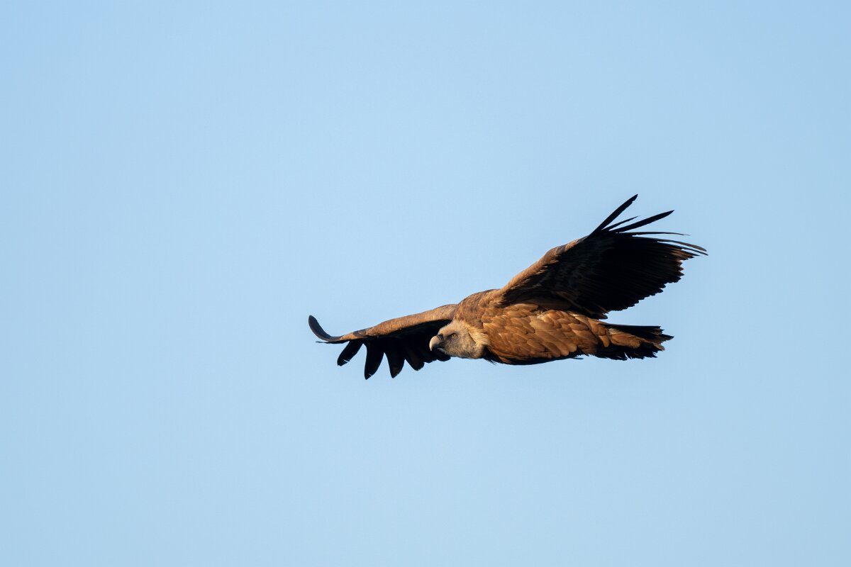 DPPhotography - Extremadura - Griffon vulture - G.jpg - Griffon vulture - Castillo de Monfragüe, Extremadura