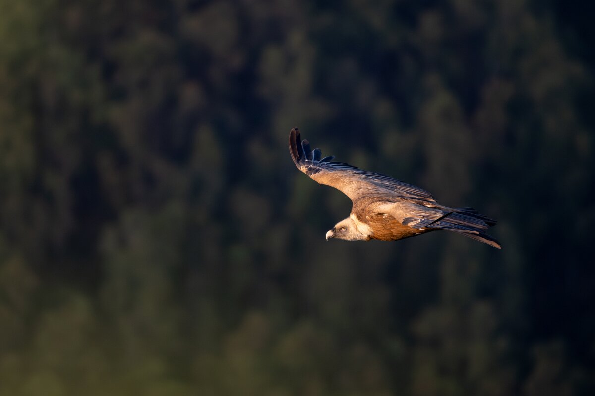DPPhotography - Extremadura - Griffon vulture - J.jpg - Griffon vulture - Castillo de Monfragüe, Extremadura