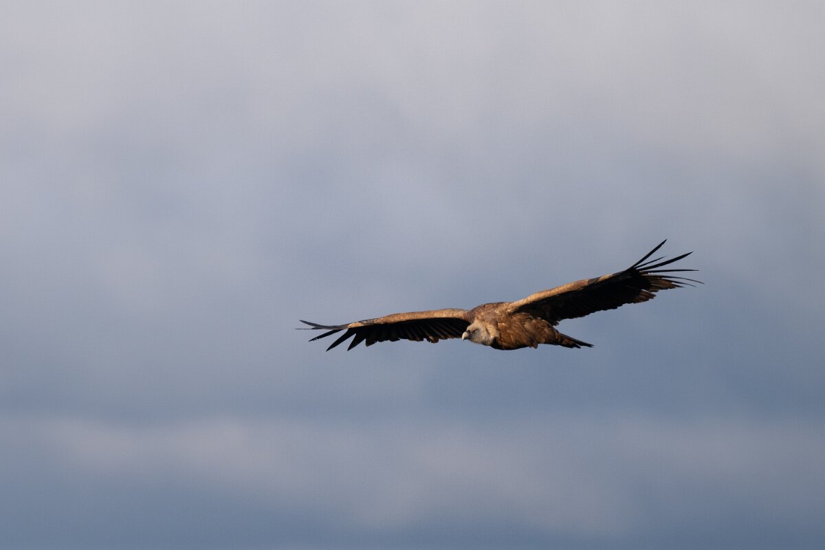 DPPhotography - Extremadura - Griffon vulture - L.jpg - Griffon vulture - Castillo de Monfragüe, Extremadura