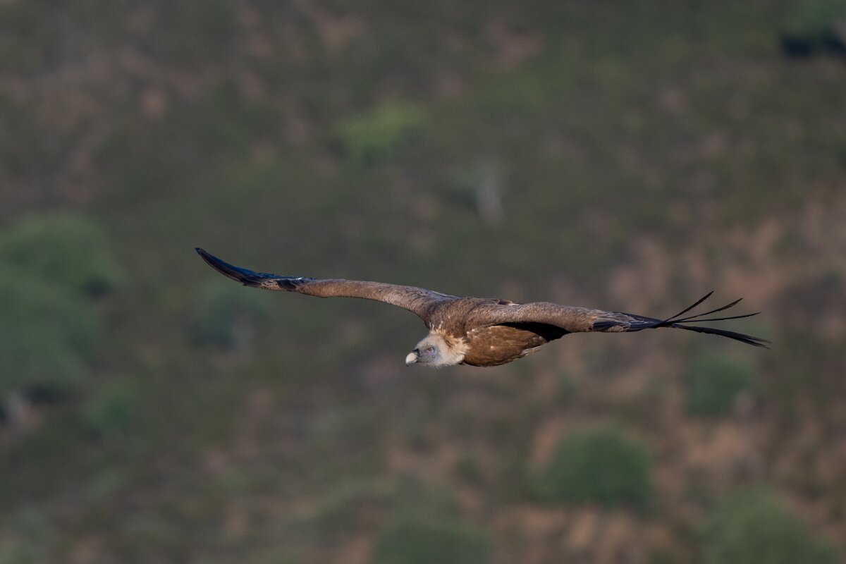 DPPhotography - Extremadura - Griffon vulture - O.jpg - Griffon vulture - Castillo de Monfragüe, Extremadura