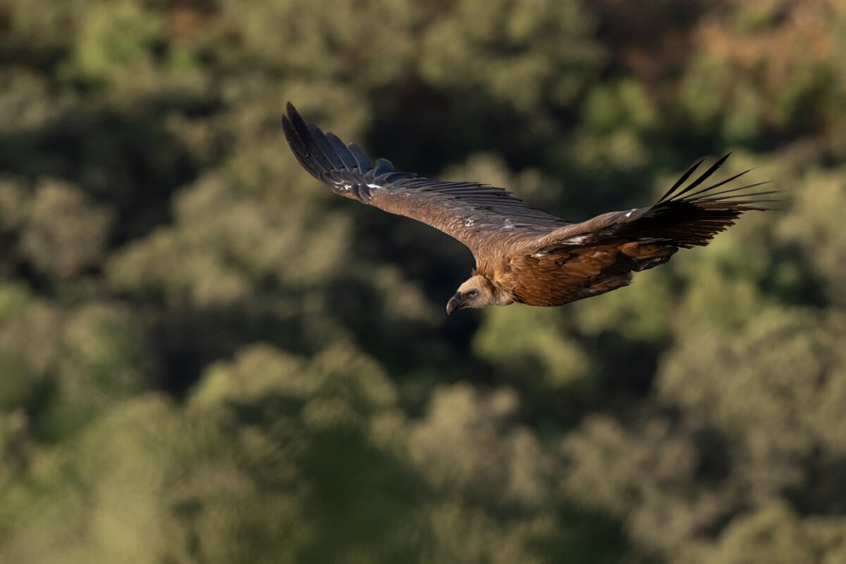 DPPhotography - Extremadura - Griffon vulture - T.jpg - Griffon vulture - Castillo de Monfragüe, Extremadura