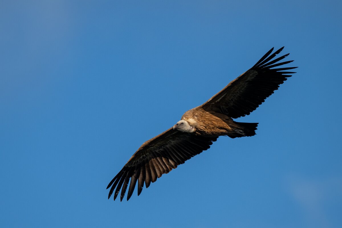 DPPhotography - Extremadura - Griffon vulture - U.jpg - Griffon vulture - Castillo de Monfragüe, Extremadura