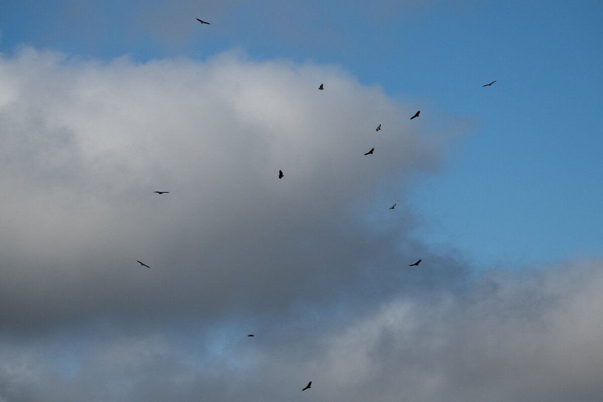 DPPhotography - Extremadura - Griffon vulture - W.jpg - Griffon vulture - Castillo de Monfragüe, Extremadura