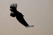 DPPhotography - Andalucia - Griffon vulture - G