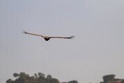 DPPhotography - Andalucia - Griffon vulture - I