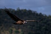 DPPhotography - Extremadura - Griffon vulture - AF
