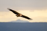 DPPhotography - Extremadura - Griffon vulture - D