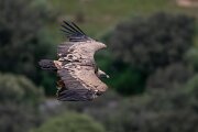 DPPhotography - Extremadura - Griffon vulture - F