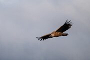 DPPhotography - Extremadura - Griffon vulture - M