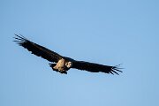 DPPhotography - Extremadura - Griffon vulture - N