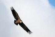 DPPhotography - Extremadura - Griffon vulture - X
