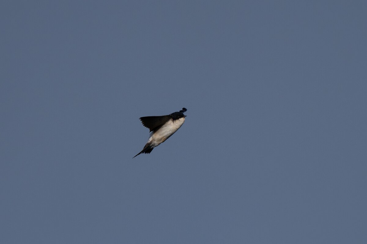 DPPhotography - Extremadura - House martin - B.jpg - House martin - Castillo de Monfragüe, Extremadura