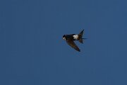 DPPhotography - Extremadura - House martin - A