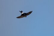 DPPhotography - Extremadura - House martin - D
