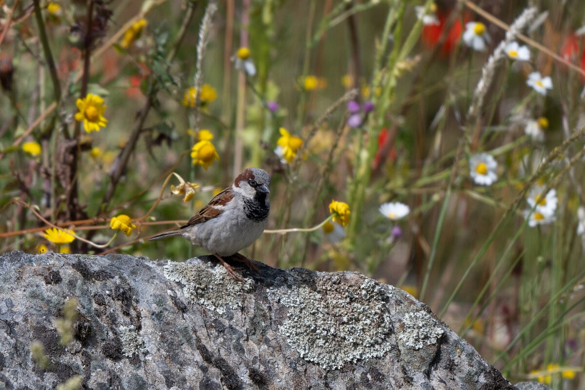 DPPhotography - Extremadura - House sparrow - B.jpg - House sparrow - Puentes de Don Francisco, Embalse de José María de Oriol