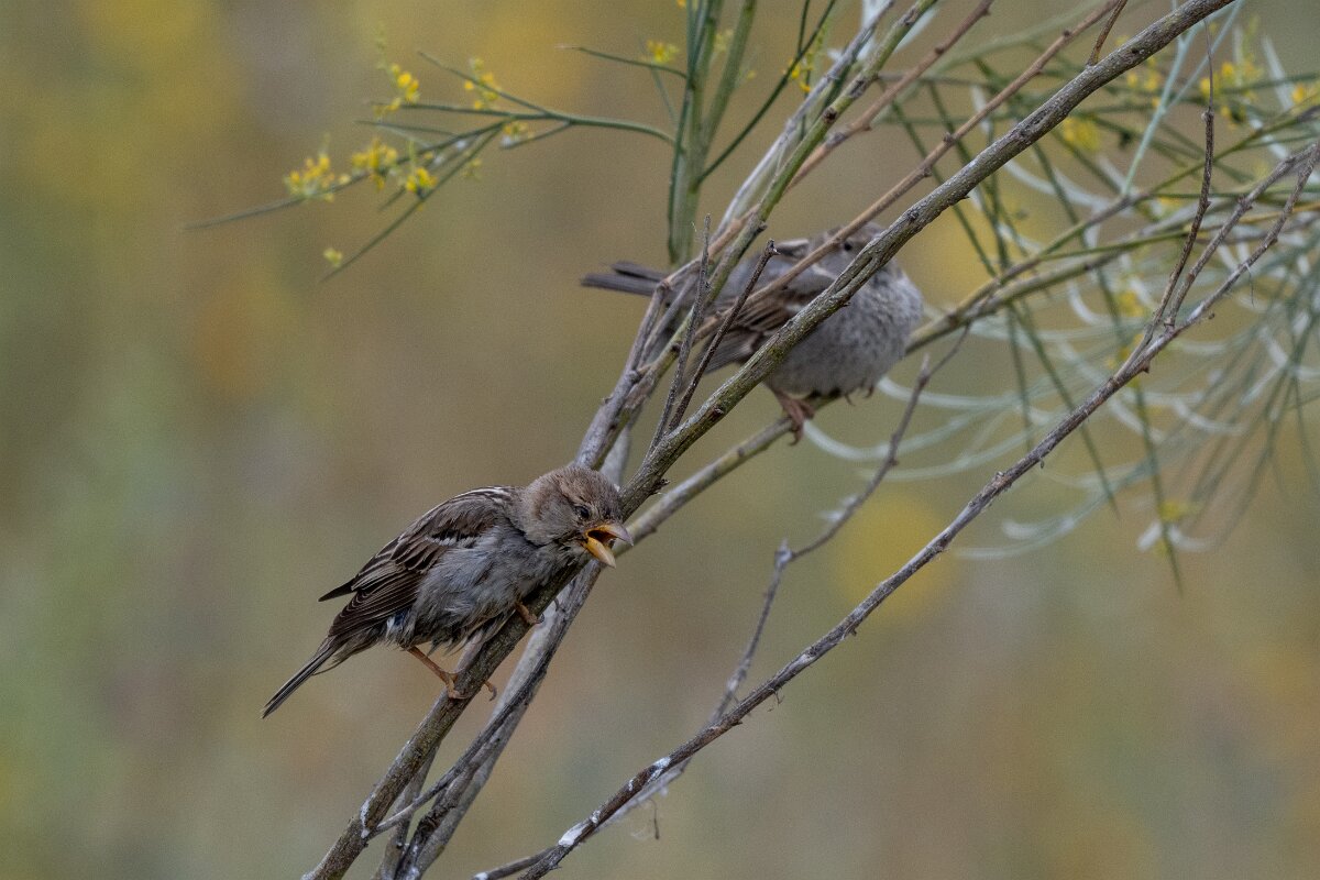 DPPhotography - Extremadura - House sparrow - C.jpg - House sparrow - Puentes de Don Francisco, Embalse de José María de Oriol