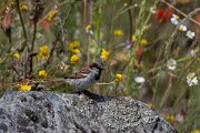 DPPhotography - Extremadura - House sparrow - A