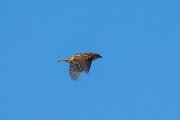 DPPhotography - Extremadura - House sparrow - D
