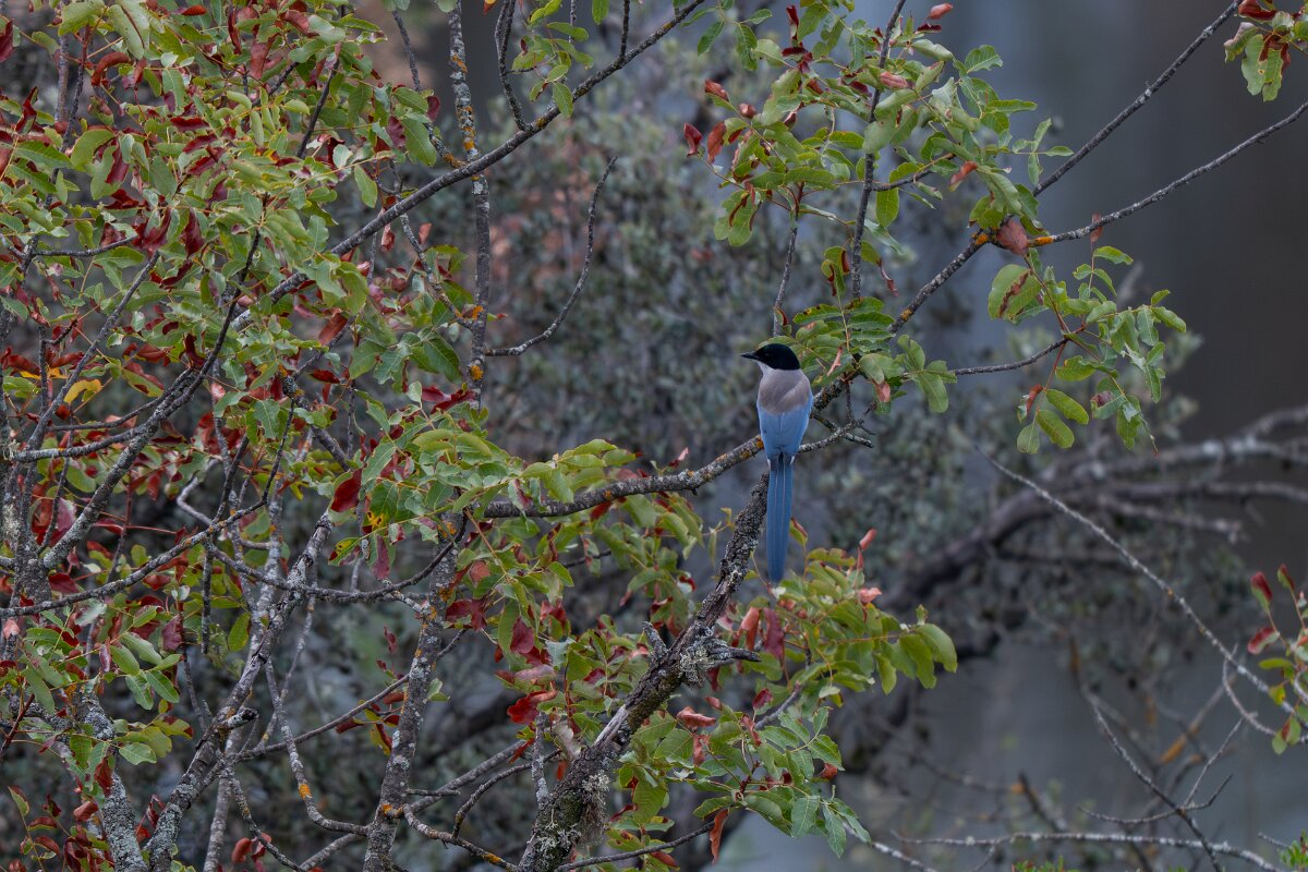 DPPhotography - Andalucia - Iberian magpie - A.jpg - Iberian magpie - Sierra de Andújar