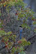 DPPhotography - Andalucia - Iberian magpie - B