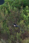 DPPhotography - Andalucia - Iberian magpie - D