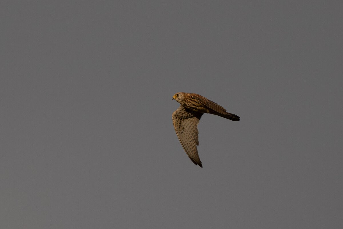 DPPhotography - Extremadura - Lesser kestrel - A.jpg - Lesser kestrel, - Trujillo, Extremadura