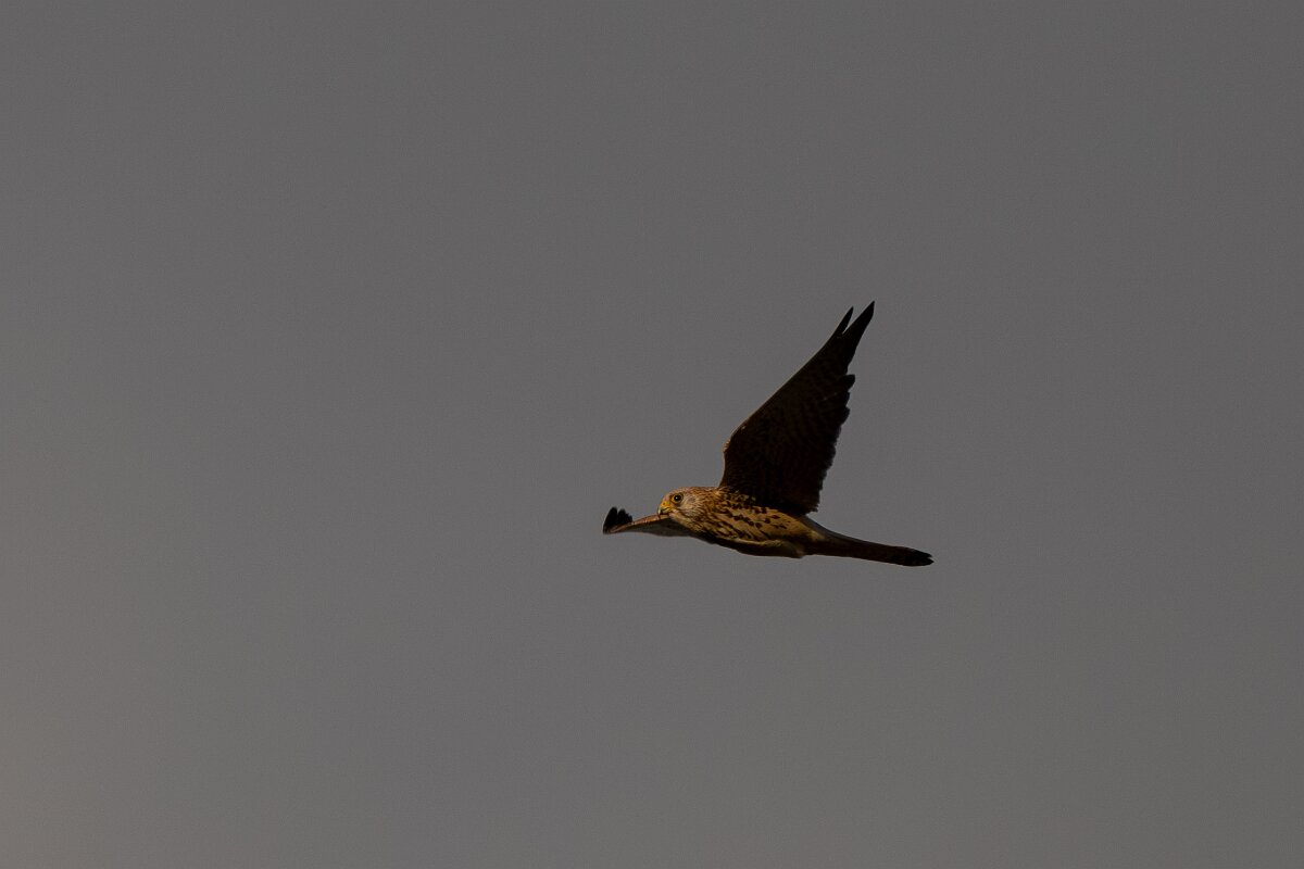 DPPhotography - Extremadura - Lesser kestrel - B.jpg - Lesser kestrel, - Trujillo, Extremadura