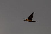 DPPhotography - Extremadura - Lesser kestrel - B