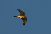 DPPhotography - Extremadura - Lesser kestrel - D