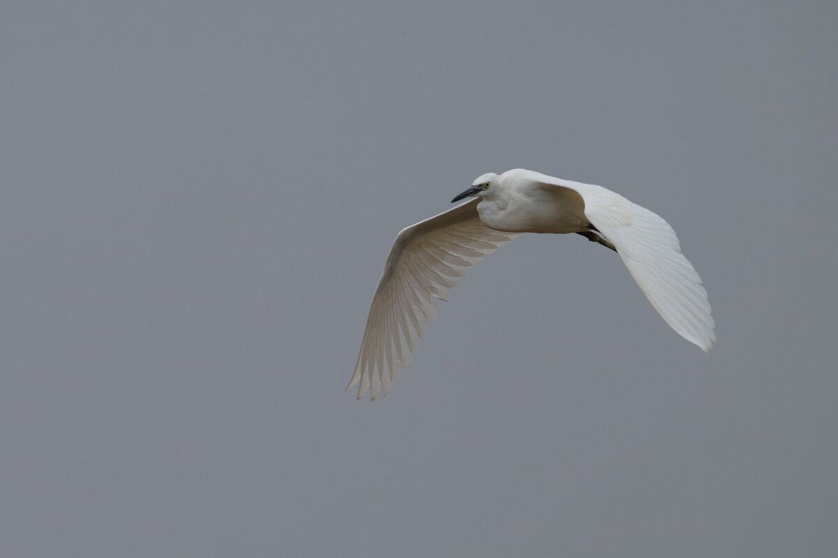 DPPhotography - Andalucia - Little egret - A.jpg - Little egret - Doñana National Park