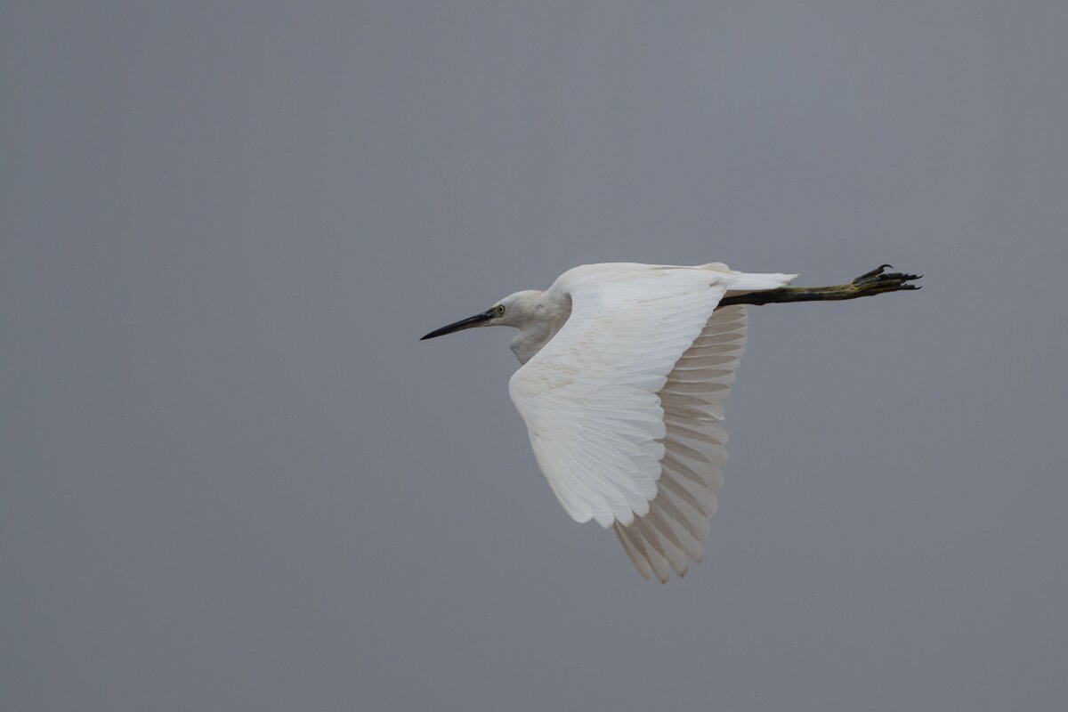 DPPhotography - Andalucia - Little egret - C.jpg - Little egret - Doñana National Park
