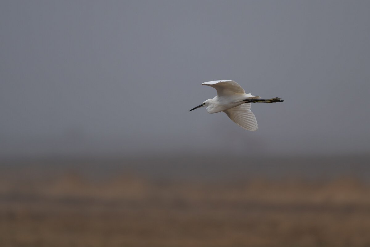DPPhotography - Andalucia - Little egret - D.jpg - Little egret - Doñana National Park