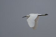 DPPhotography - Andalucia - Little egret - C