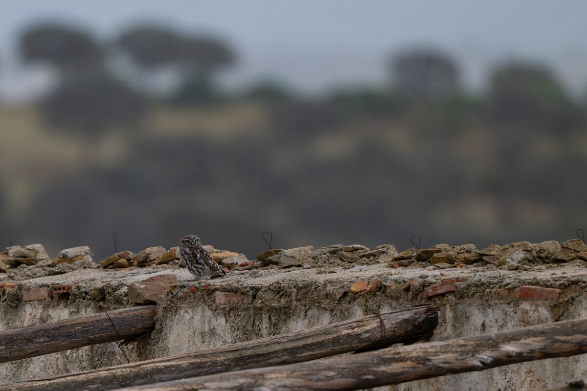 DPPhotography - Andalucia - Little owl - A.jpg - Little owl - Sierra de Andújar