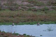 DPPhotography - Andalucia - Marbled duck - A