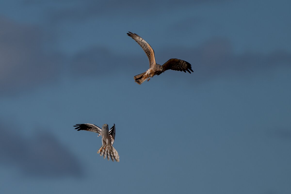 DPPhotography - Extremadura - Montagu's harrier - A.jpg - Montagu's harrier, pair - Trujillo Plains, Extremadura