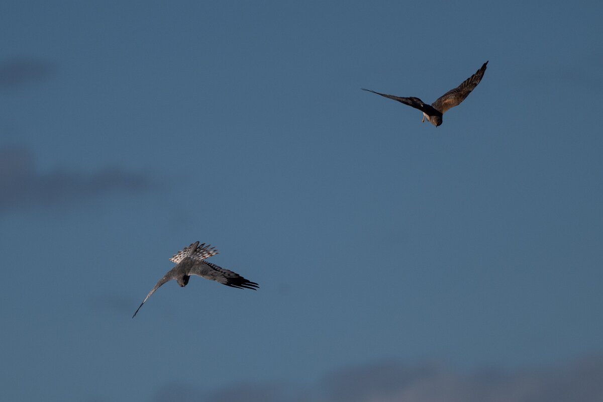DPPhotography - Extremadura - Montagu's harrier - C.jpg - Montagu's harrier, pair - Trujillo Plains, Extremadura