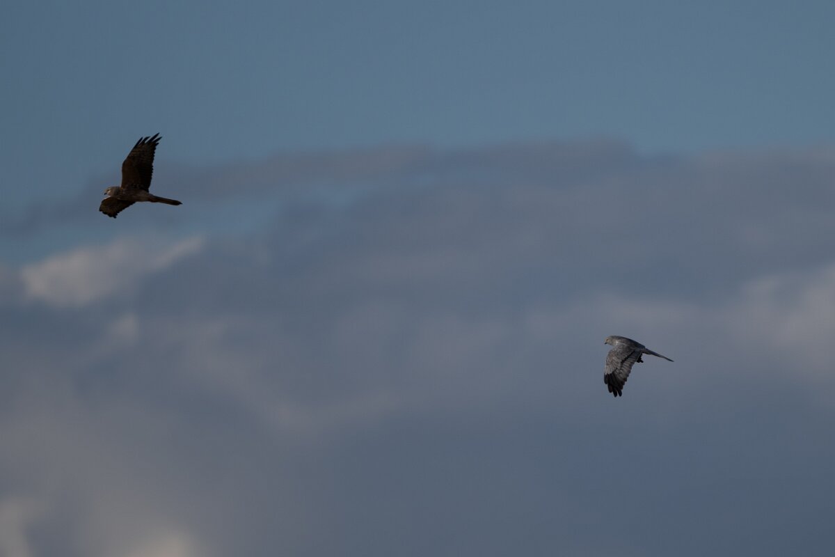 DPPhotography - Extremadura - Montagu's harrier - G.jpg - Montagu's harrier, pair - Trujillo Plains, Extremadura