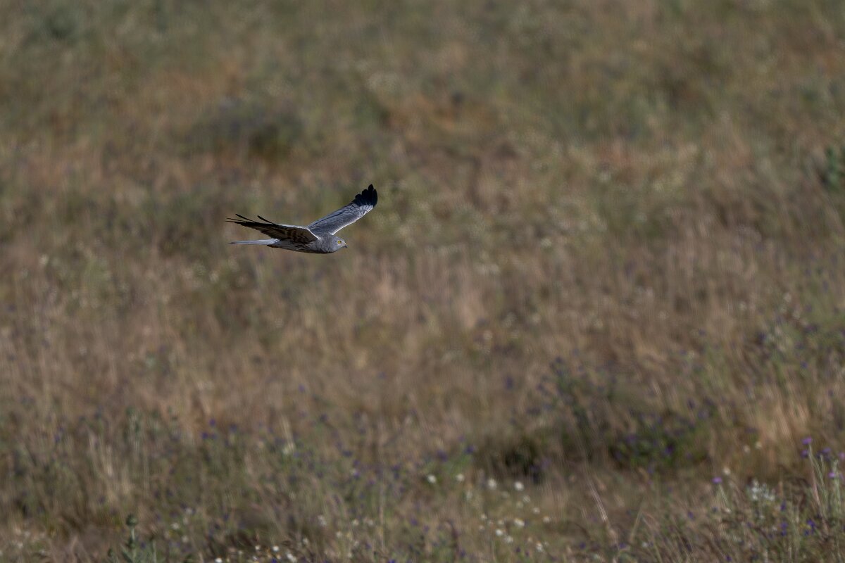 DPPhotography - Extremadura - Montagu's harrier - I.jpg - Montagu's harrier, male - Trujillo Plains, Extremadura