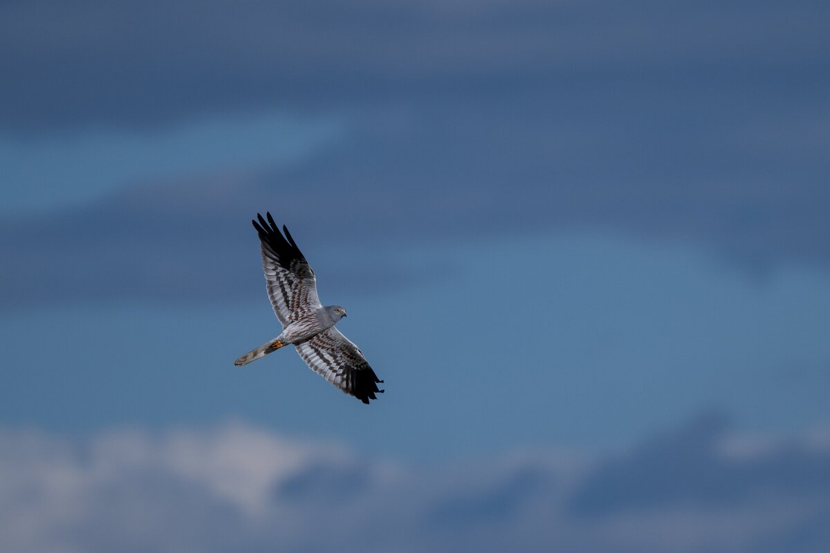 DPPhotography - Extremadura - Montagu's harrier - K.jpg - Montagu's harrier, male - Trujillo Plains, Extremadura