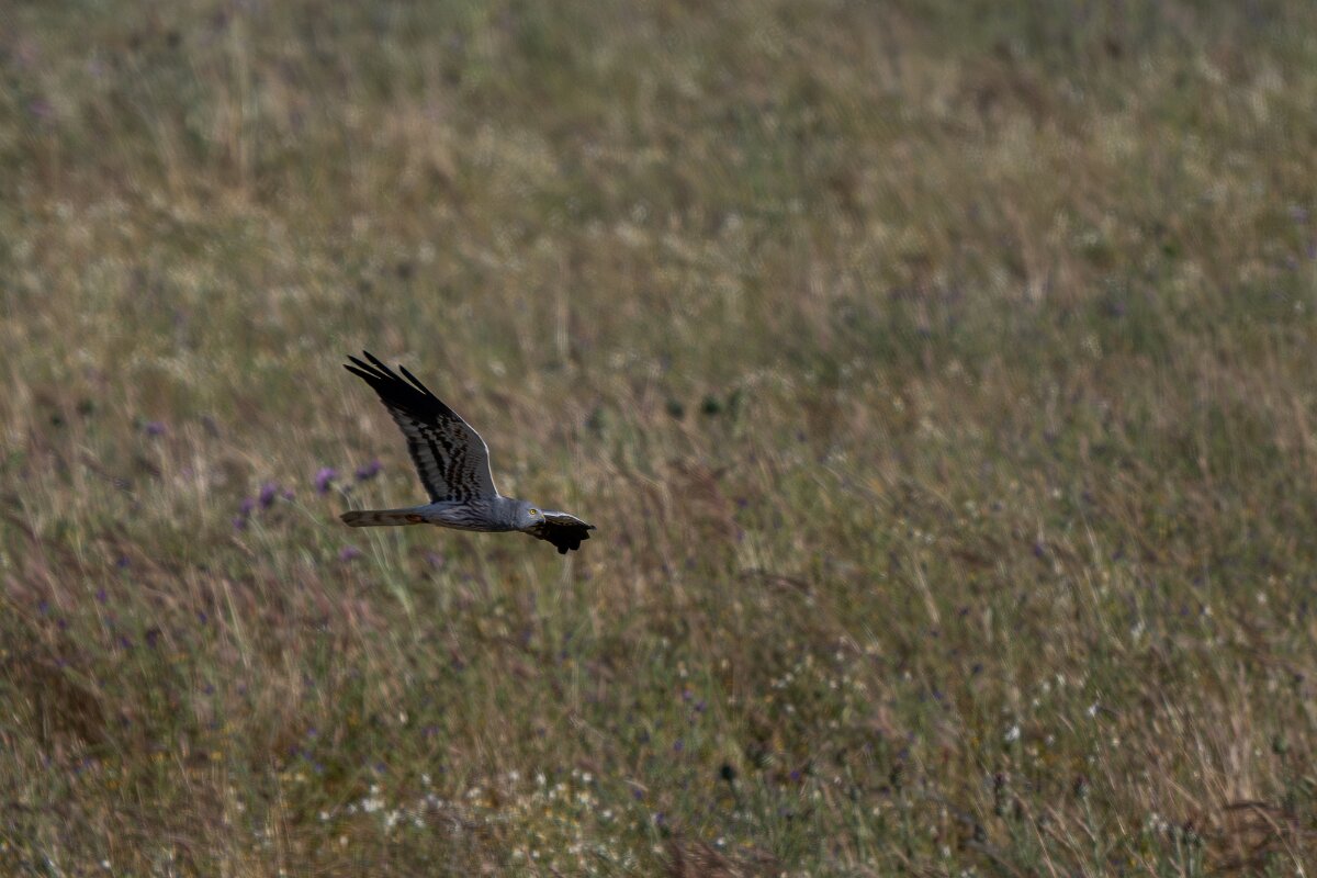 DPPhotography - Extremadura - Montagu's harrier - N.jpg - Montagu's harrier, male - Trujillo Plains, Extremadura